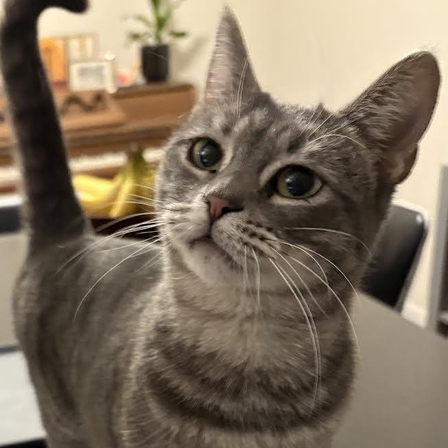 Zoya, a Adoptable Domestic Short Hair in Los Angeles, CA image 4/6