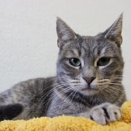 Zoya, a Adoptable Domestic Short Hair in Los Angeles, CA image 3/6
