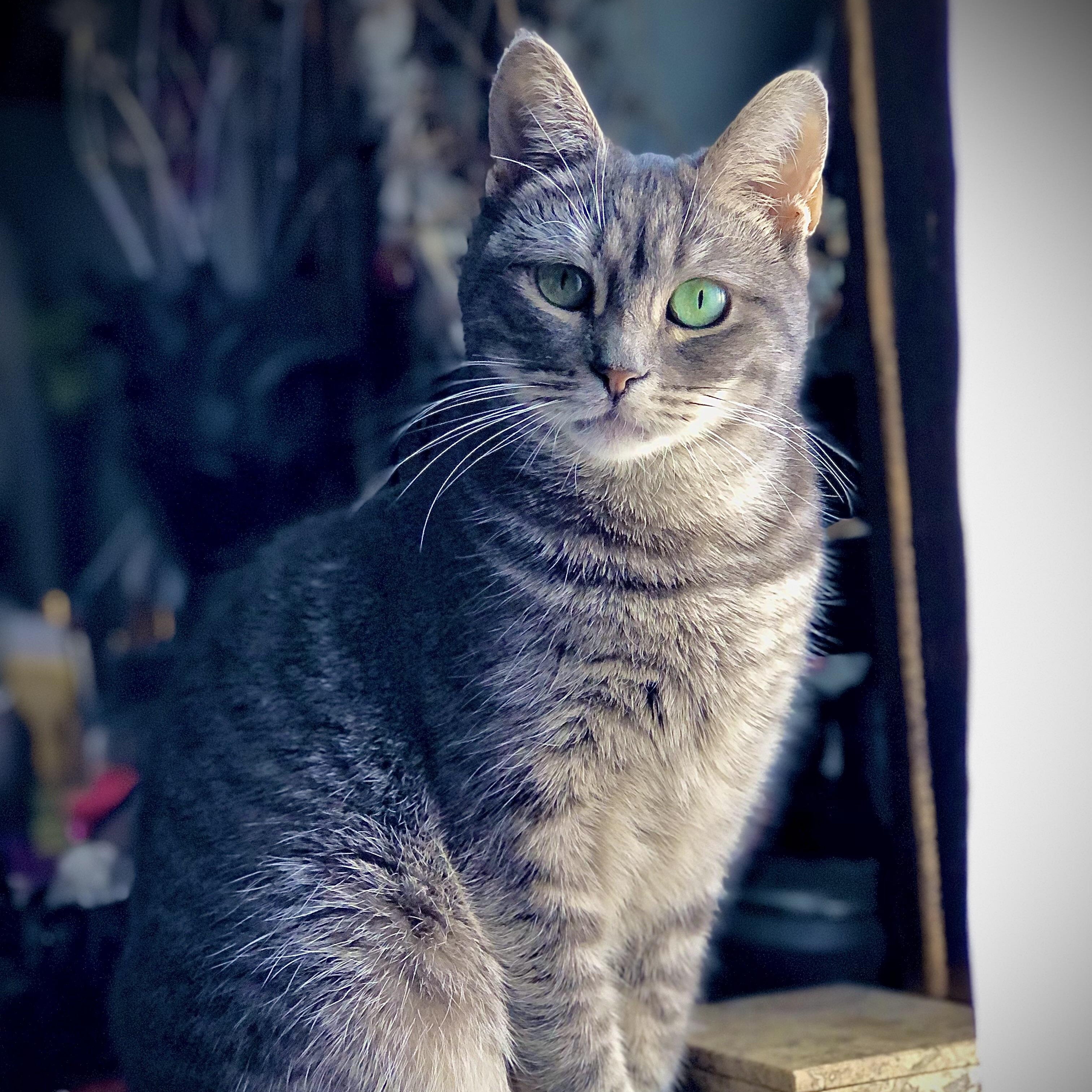 Zoya, Adoptable, Adult Female Domestic Short Hair.