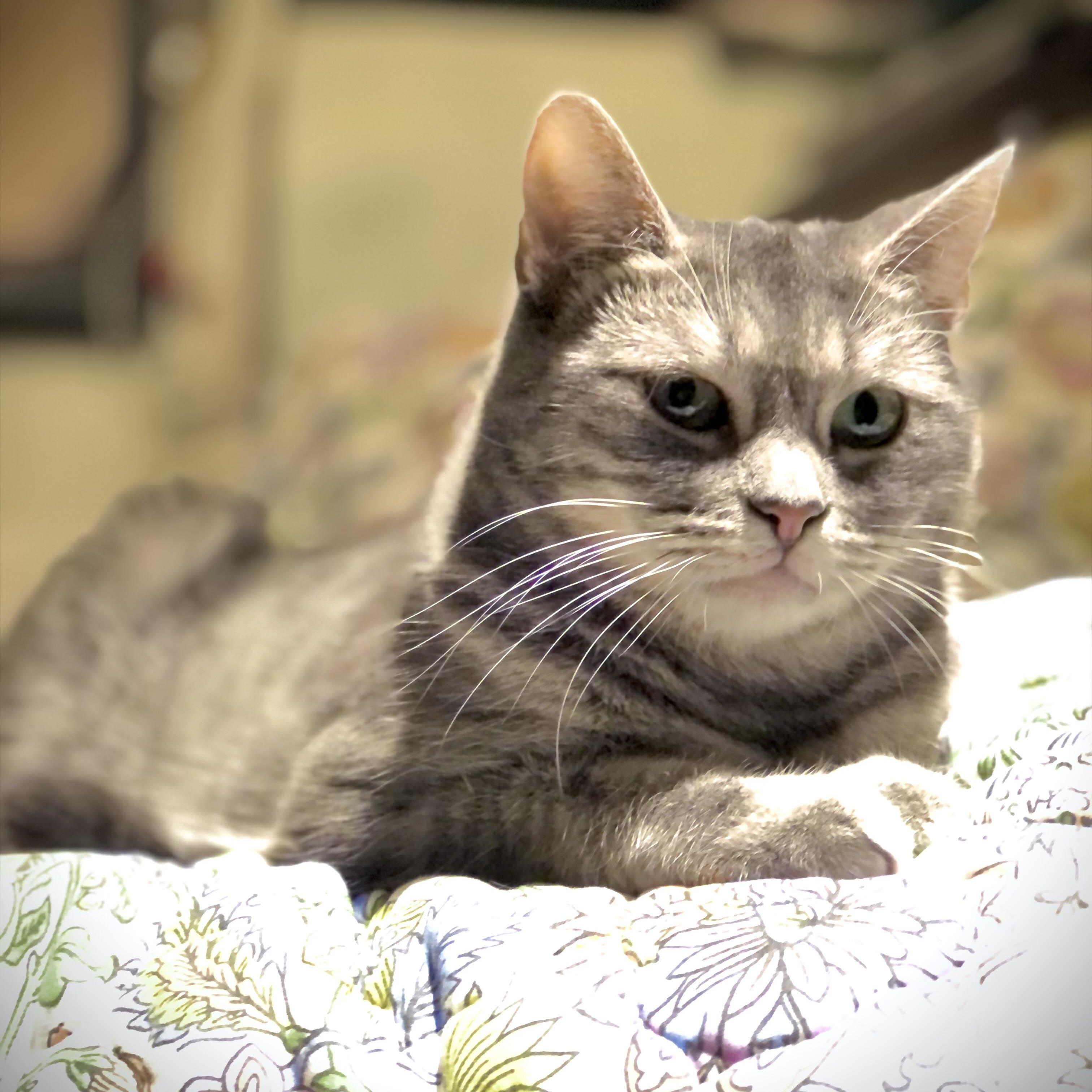 Zoya, a Adoptable Domestic Short Hair in Los Angeles, CA image 6/6