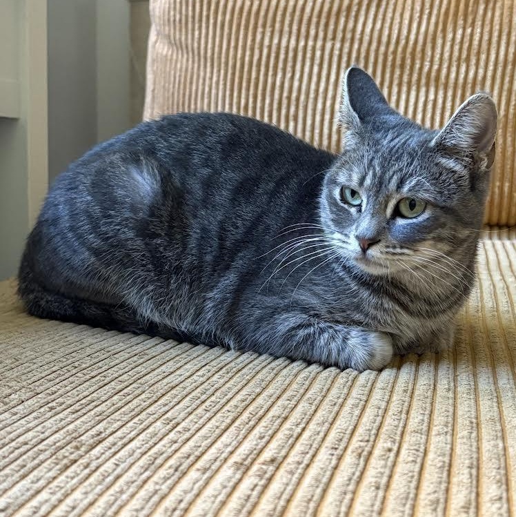 Zoya, a Adoptable Domestic Short Hair in Los Angeles, CA image 5/6