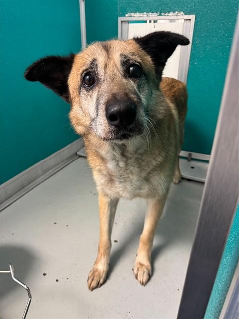 CROUTON, Adoptable, Adult Male German Shepherd Dog & Mixed Breed.