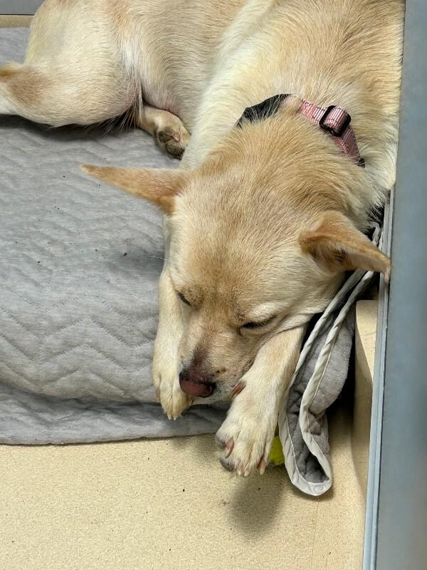 Sandie Dee, Adoptable, Adult Female Pug & Mixed Breed.