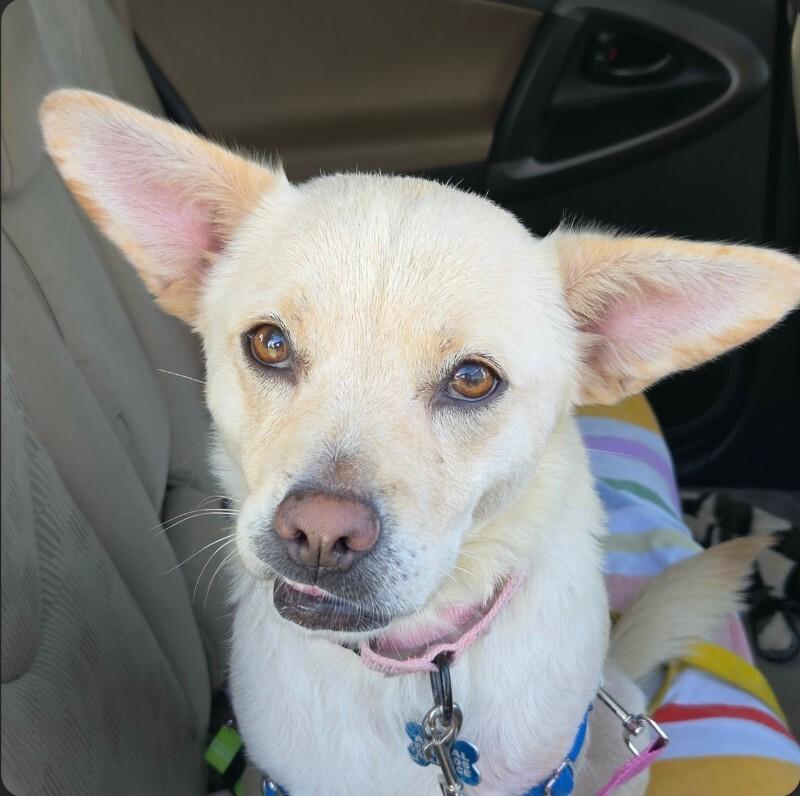 Enlarge Sandie Dee, a Adoptable mixed breed in Westminster, CO image 2/6