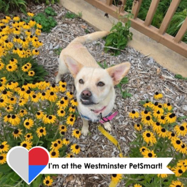 Enlarge Sandie Dee, a Adoptable mixed breed in Westminster, CO image 3/6