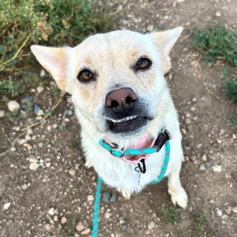 Enlarge Sandie Dee, a Adoptable mixed breed in Westminster, CO image 4/6