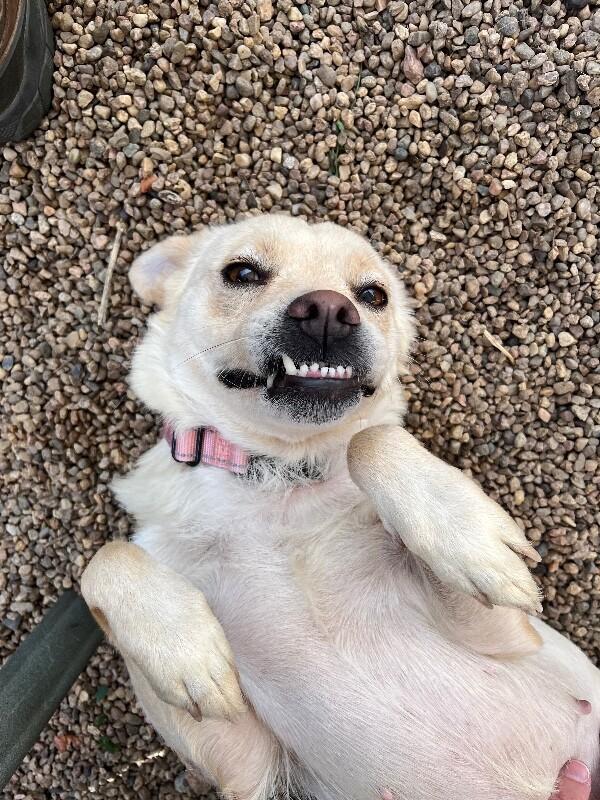 Enlarge Sandie Dee, a Adoptable mixed breed in Westminster, CO image 5/6