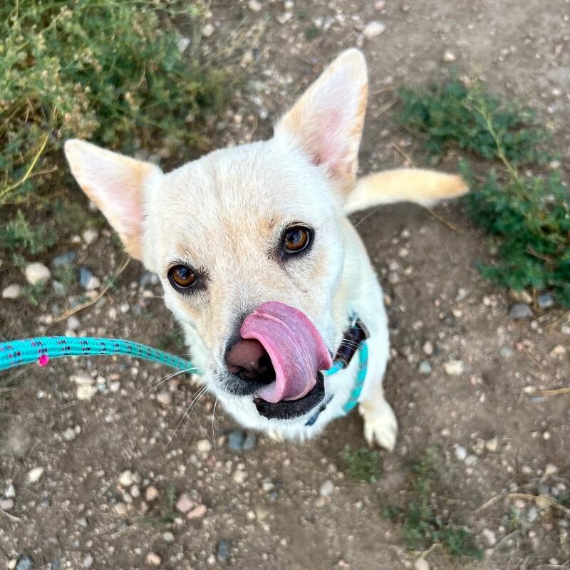 Enlarge Sandie Dee, a Adoptable mixed breed in Westminster, CO image 6/6