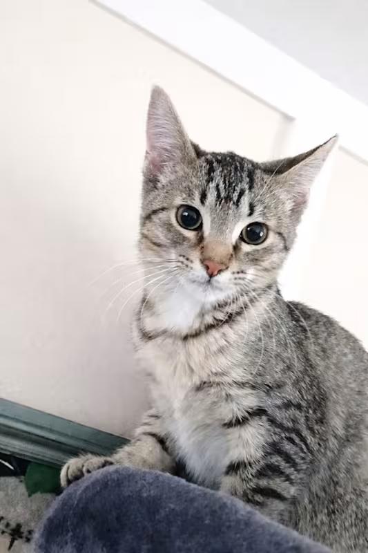 Gray Man (brother of Brown Man), an adopted Domestic Short Hair in Farmington Hills, MI image 1/2