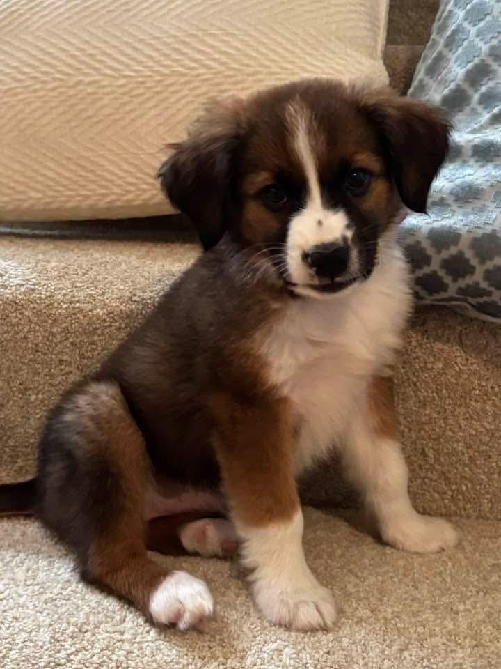 Cocoa, Adoptable, Puppy Female Australian Shepherd.