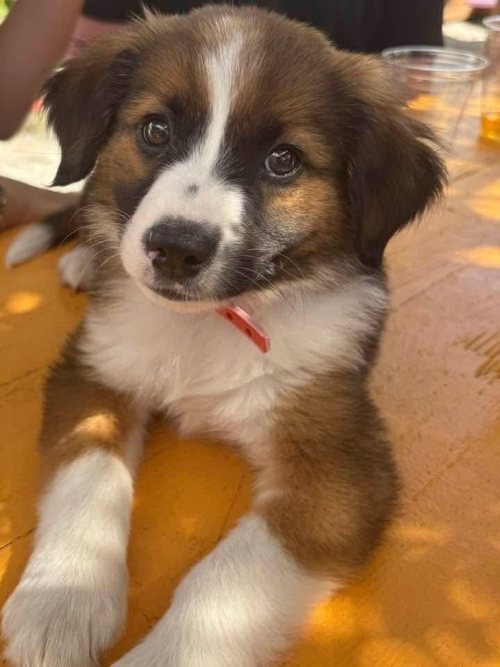 Enlarge Cocoa, a Adoptable mixed breed in Columbus, OH image 2/4