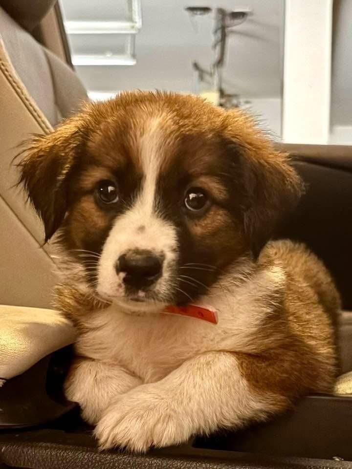 Enlarge Cocoa, a Adoptable mixed breed in Columbus, OH image 3/4