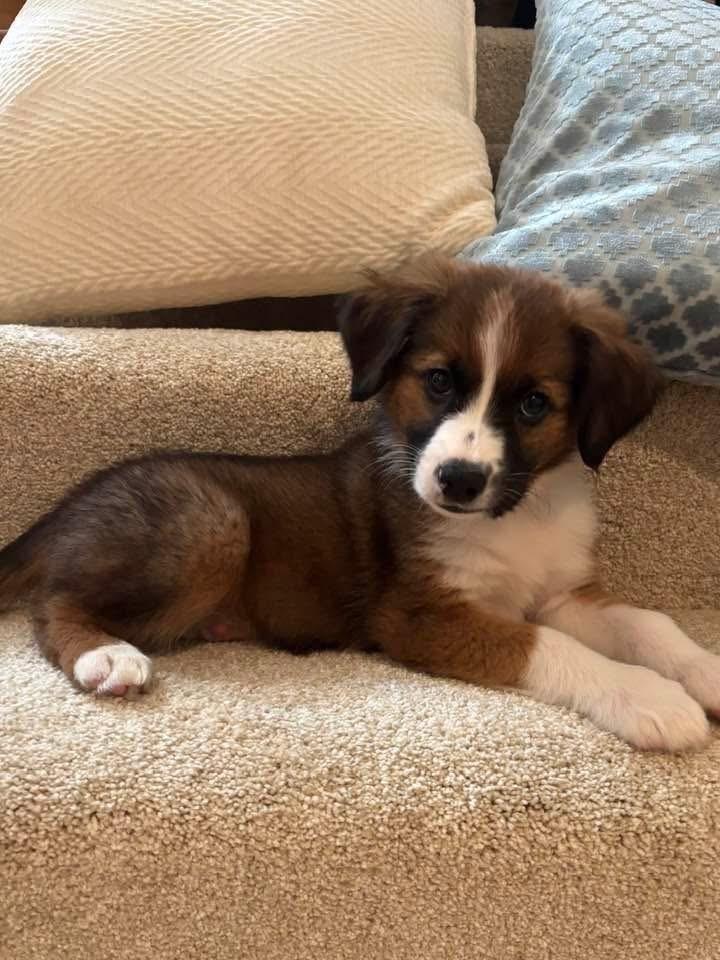Enlarge Cocoa, a Adoptable mixed breed in Columbus, OH image 4/4