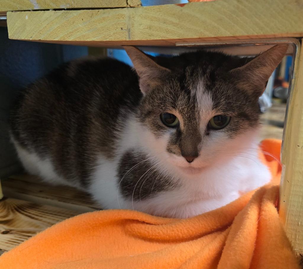 Enlarge Aphrodite, a Adoptable mixed breed in Defiance, OH image 2/6