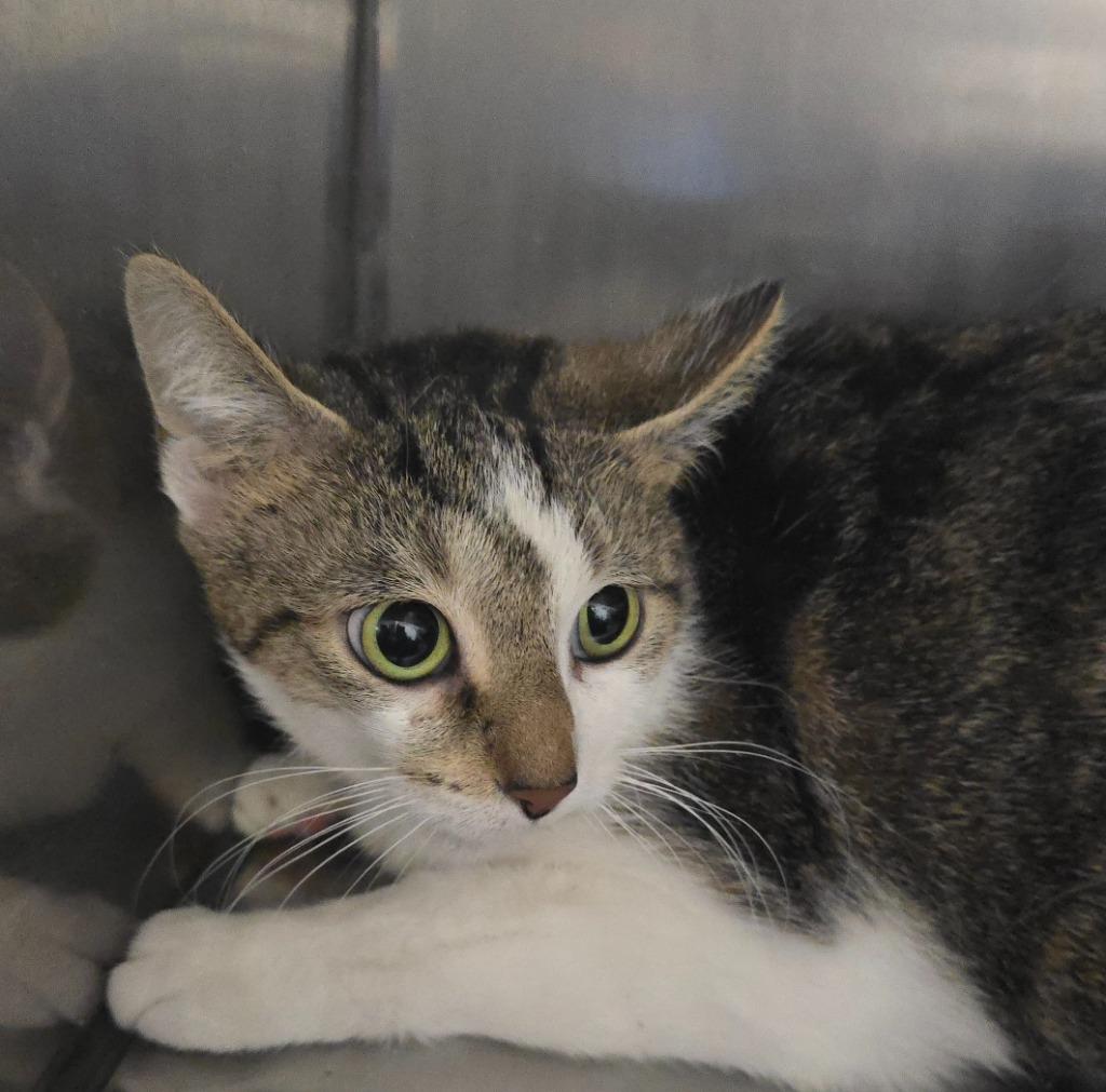 Aphrodite, a Adoptable mixed breed in Defiance, OH image 2/6