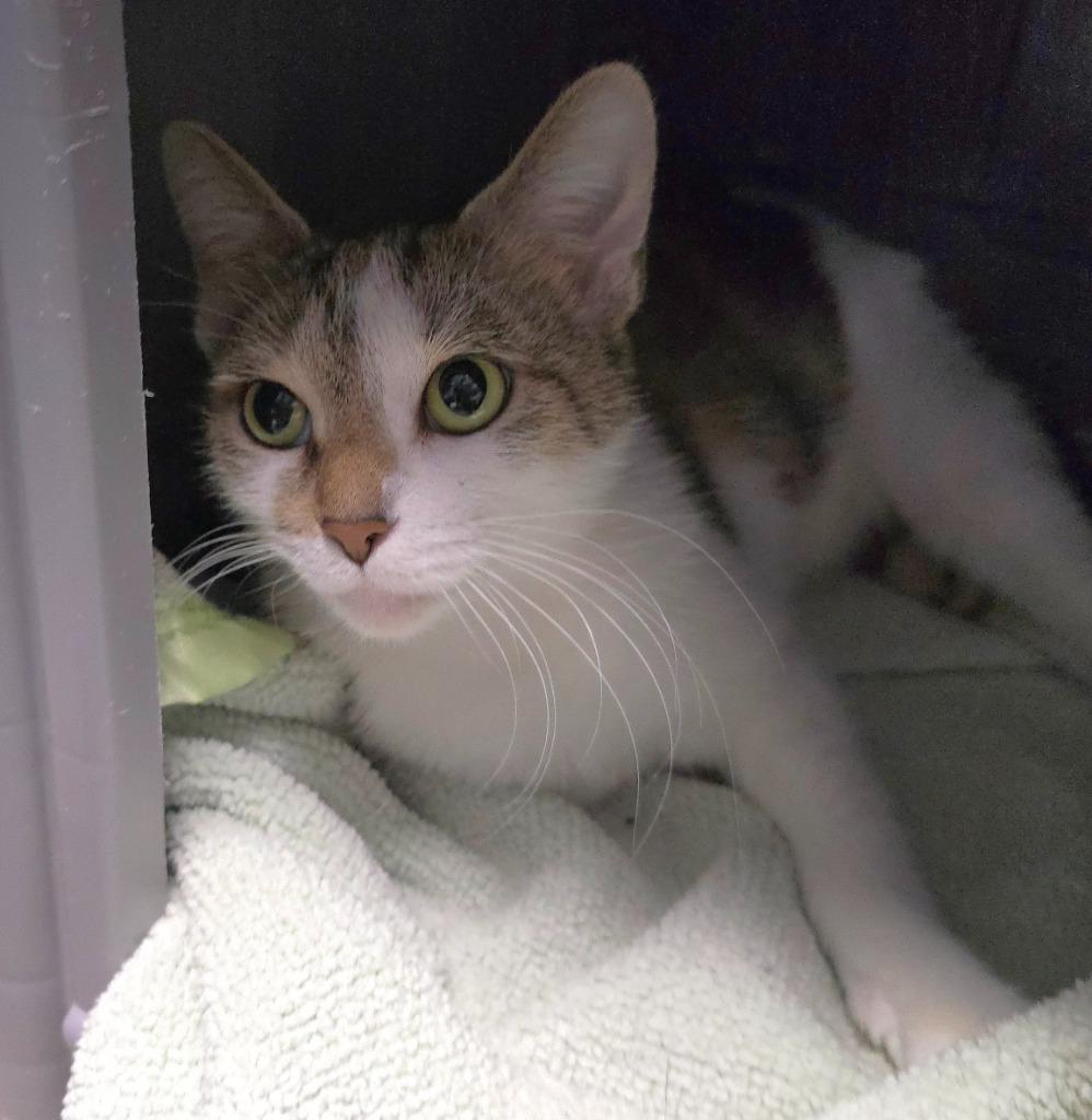 Aphrodite, a Adoptable mixed breed in Defiance, OH image 3/6