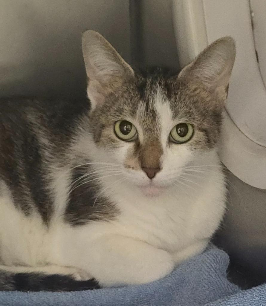 Aphrodite, a Adoptable mixed breed in Defiance, OH image 4/6