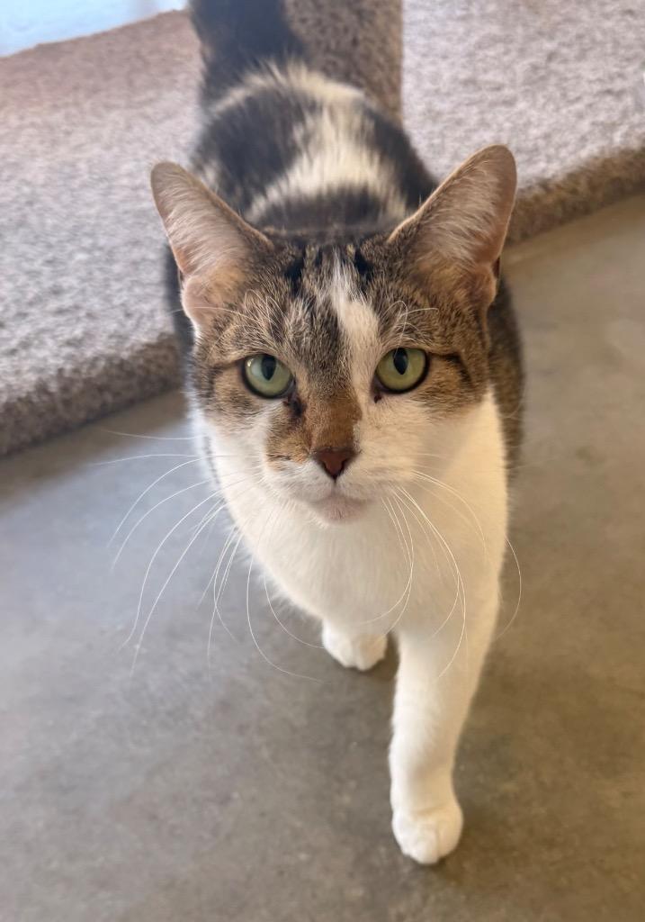 Aphrodite, a Adoptable mixed breed in Defiance, OH image 5/6