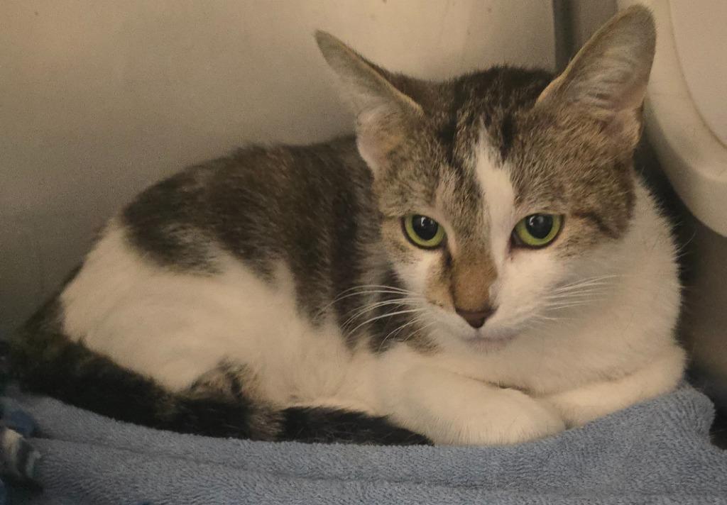 Enlarge Aphrodite, a Adoptable mixed breed in Defiance, OH image 4/6