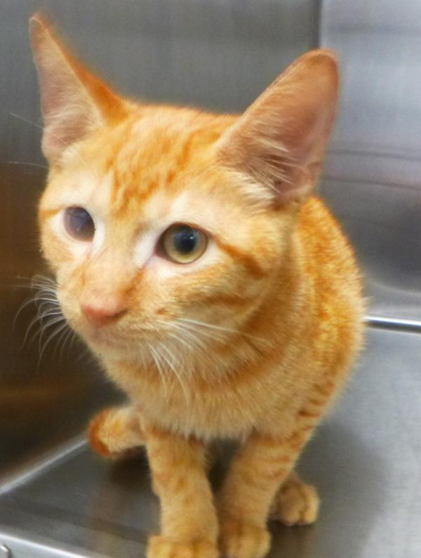 Enlarge Piquant, a Adoptable mixed breed in Lafayette, LA image 2/2