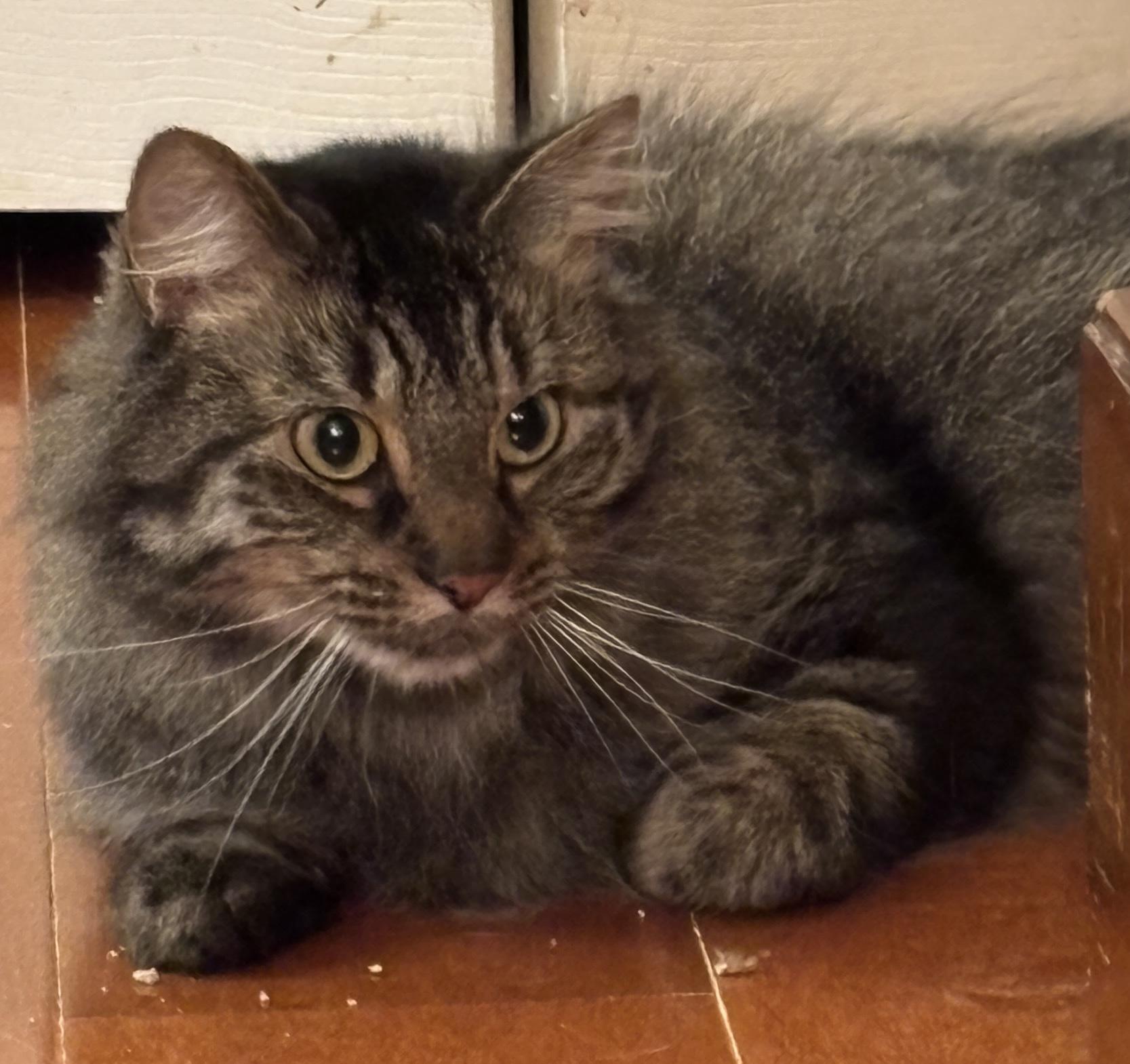 Zoey, a Adoptable mixed breed in Centreville, VA image 3/4