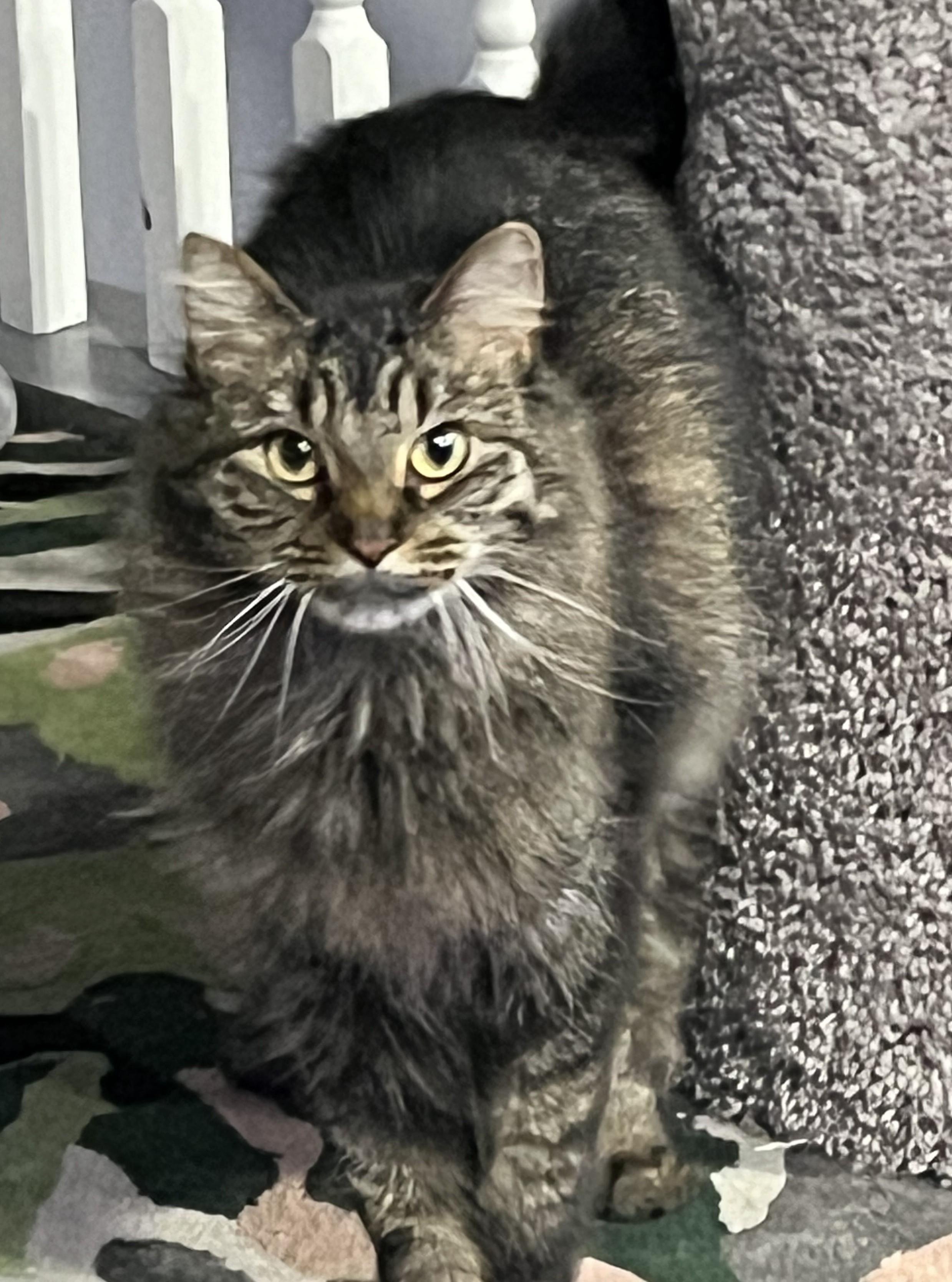 Zoey, Adoptable, Adult Female Maine Coon & Domestic Long Hair.