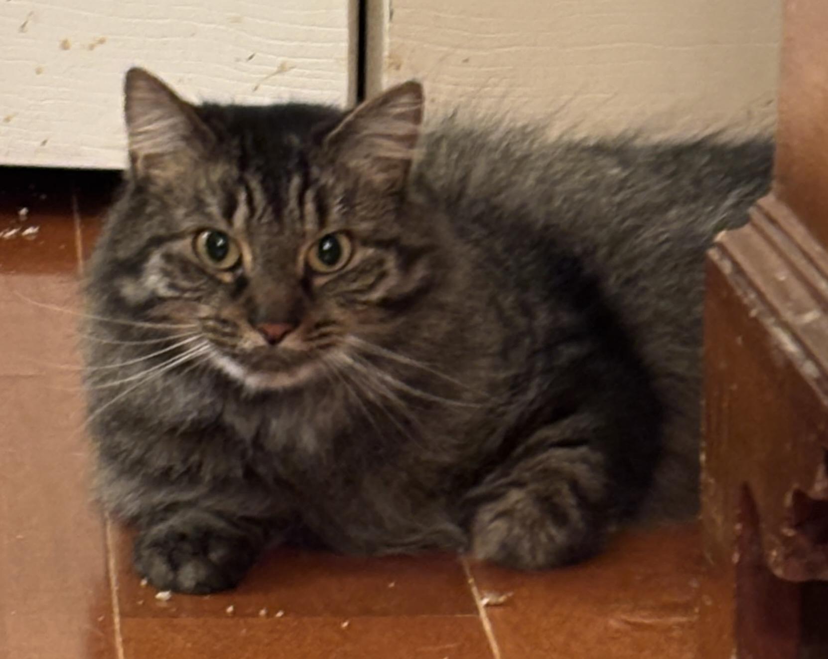 Zoey, a Adoptable mixed breed in Centreville, VA image 2/4