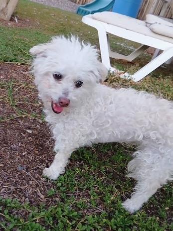 Tovah, ADOPTABLE, Senior Female Miniature Poodle.