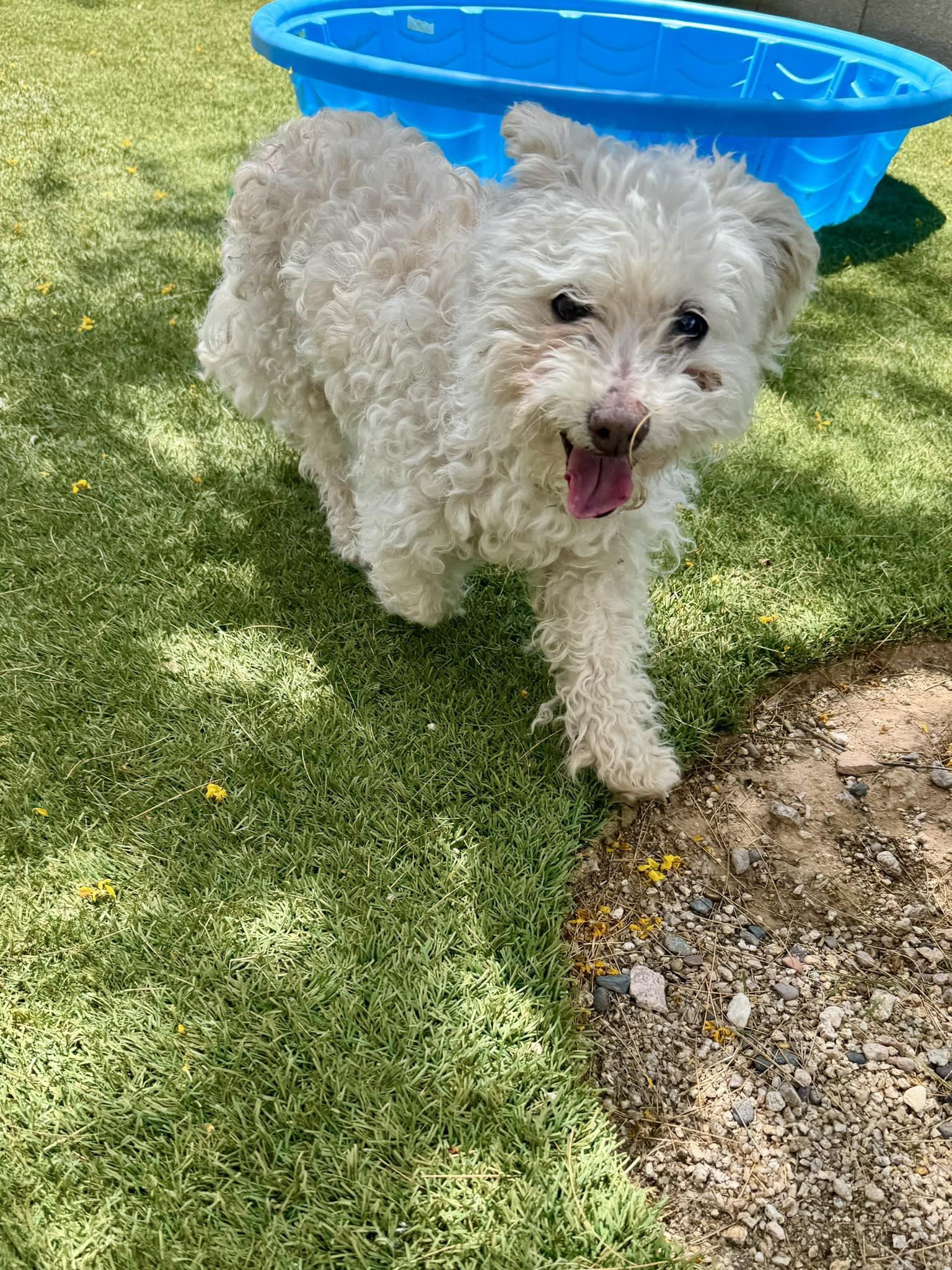 Tovah, a ADOPTABLE mixed breed in Scottsdale, AZ image 4/4