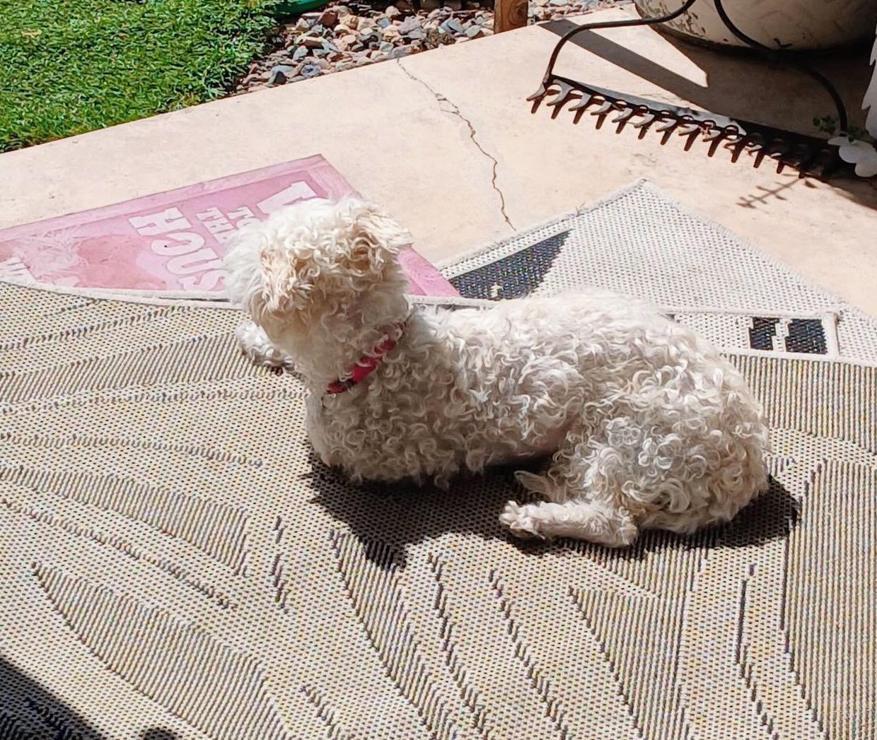Tovah, a ADOPTABLE mixed breed in Scottsdale, AZ image 3/4