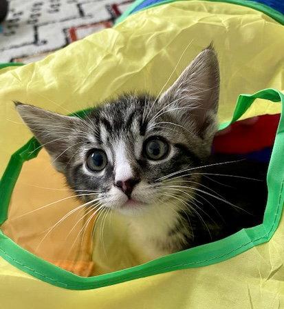 Enlarge REED - Bonded with Ivy, a Adopted mixed breed in Fremont, CA image 1/3