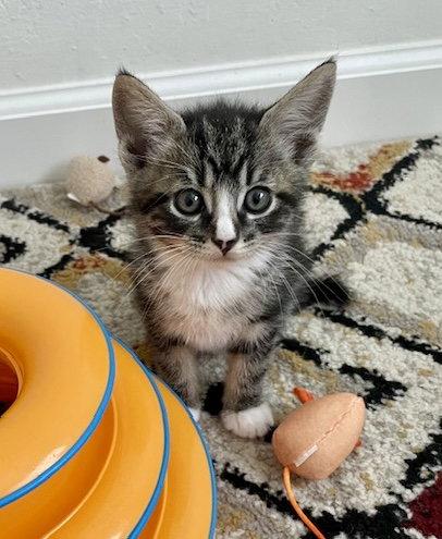 Enlarge REED - Bonded with Ivy, a Adopted mixed breed in Fremont, CA image 2/3