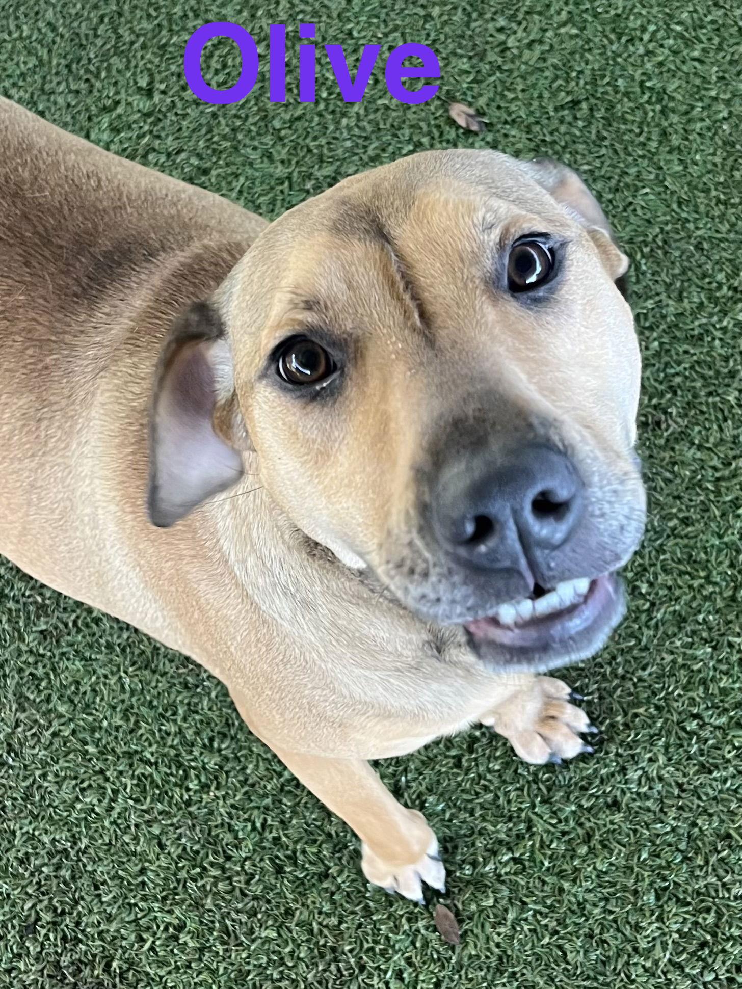 Olive — thumbnail 2