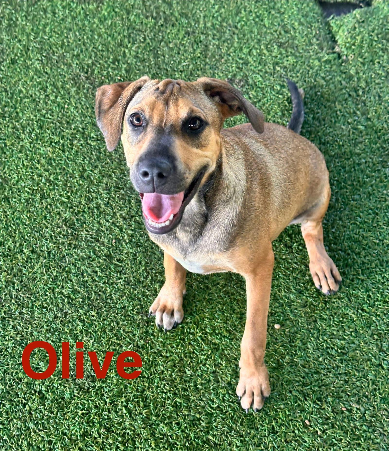 Olive — thumbnail 3