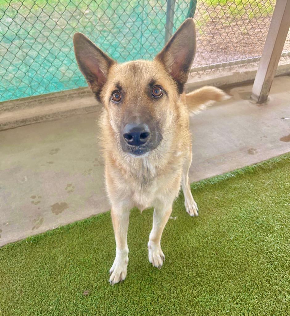 Rover, Adoptable, Young Male Shepherd.