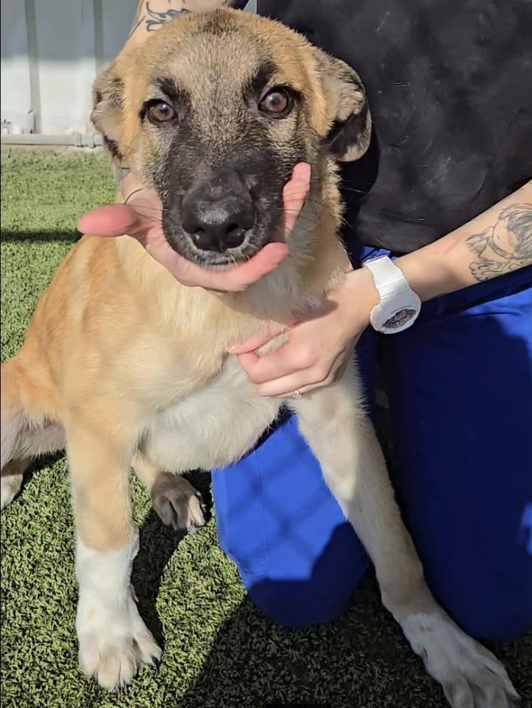 Enlarge Rover, a Adoptable mixed breed in Midland, TX image 2/5