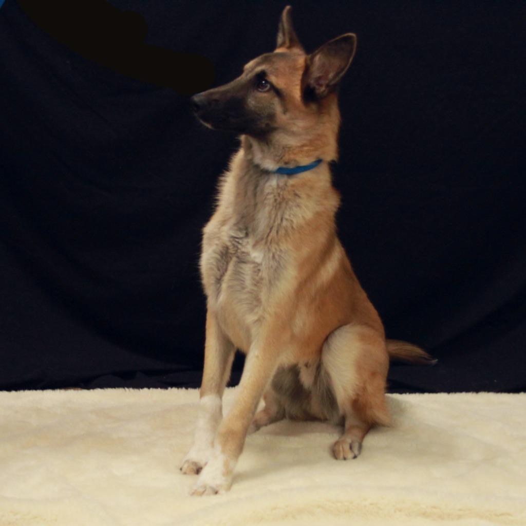 Enlarge Rover, a Adoptable mixed breed in Midland, TX image 3/5