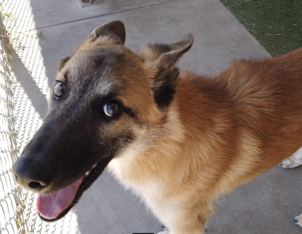 Enlarge Rover, a Adoptable mixed breed in Midland, TX image 4/5