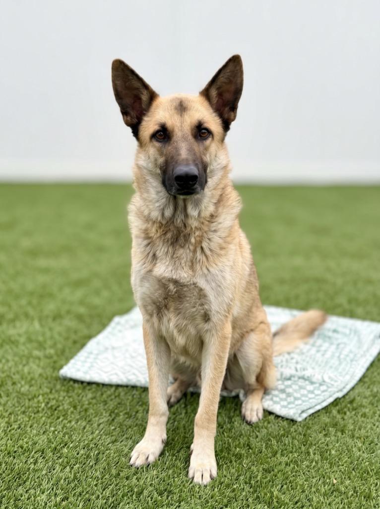Rover, a Adoptable mixed breed in Midland, TX image 5/5