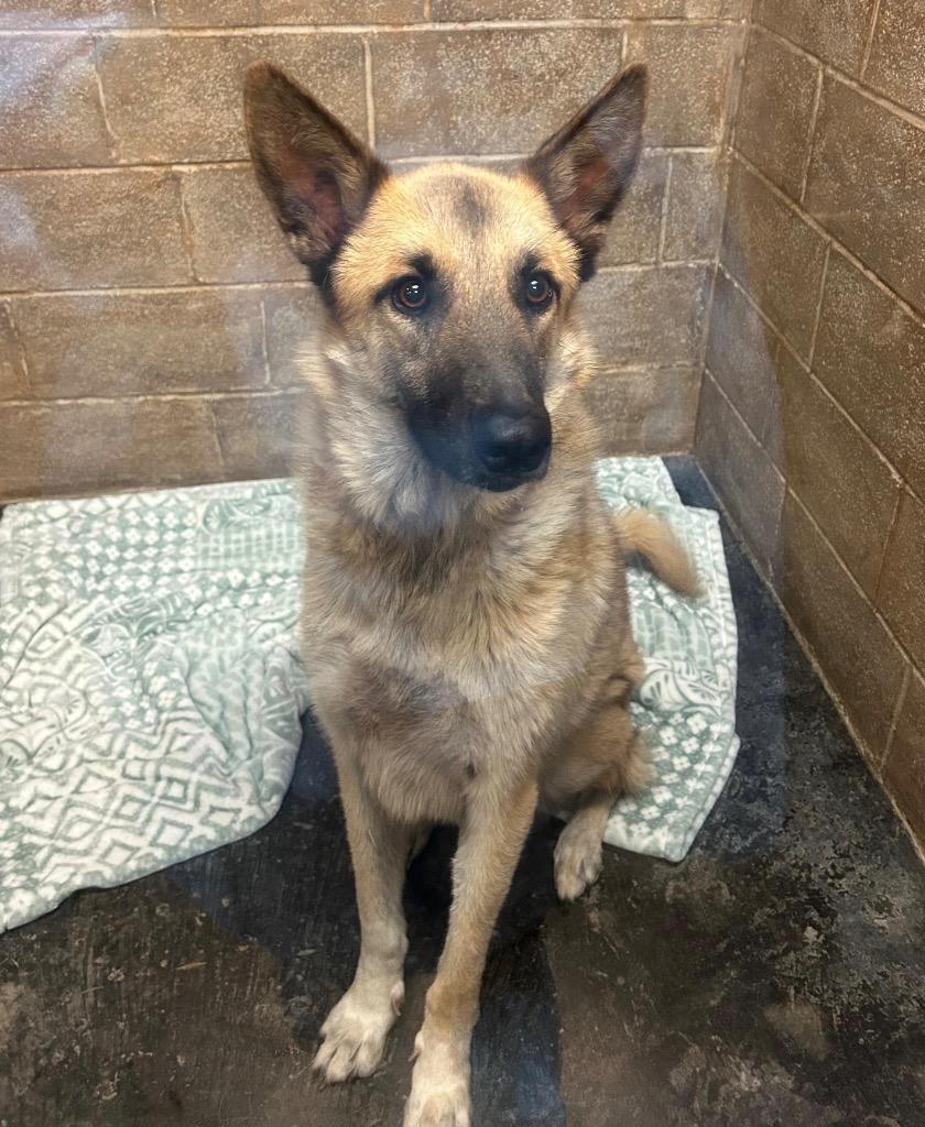 Enlarge Rover, a Adoptable mixed breed in Midland, TX image 5/5