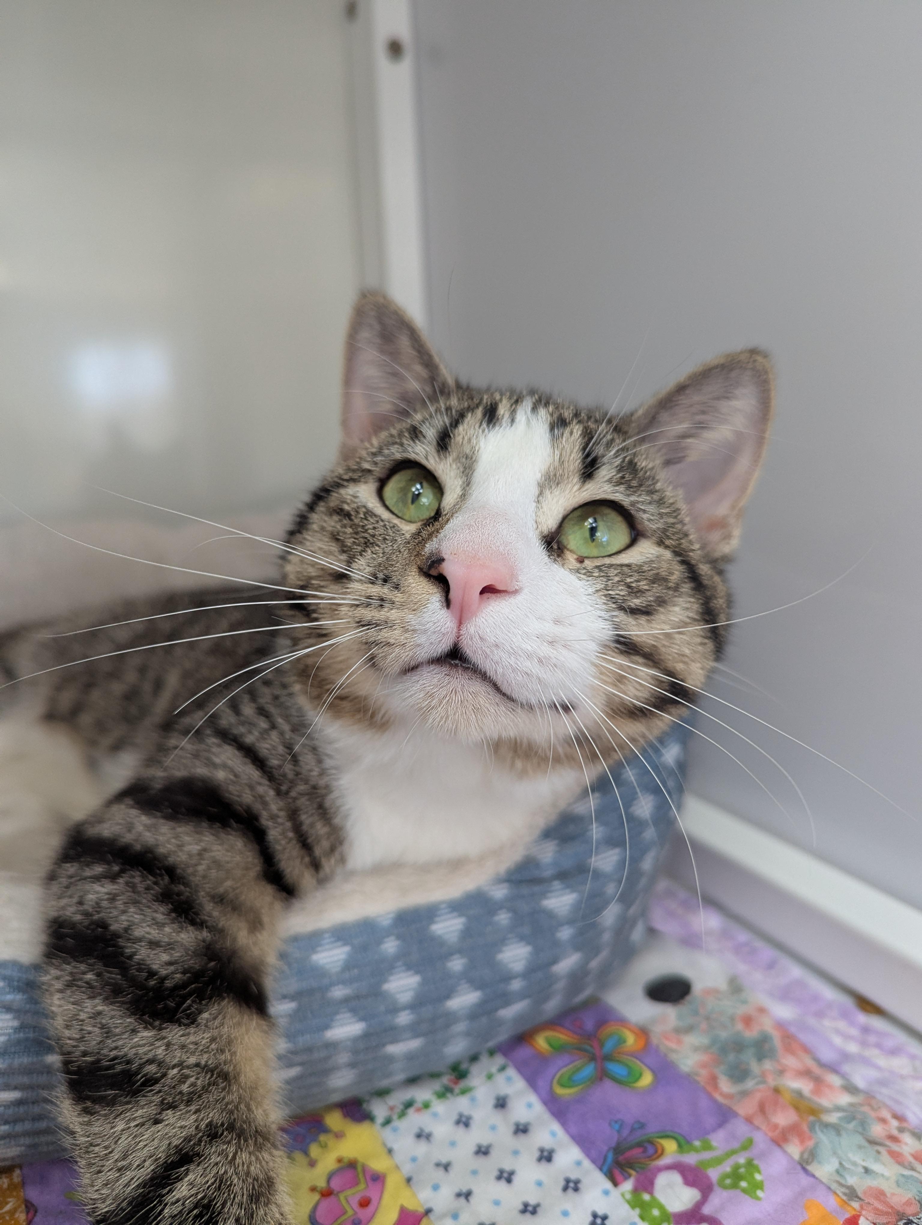 Enlarge Uno, a Adoptable Domestic Short Hair in Oconto, WI image 2/2