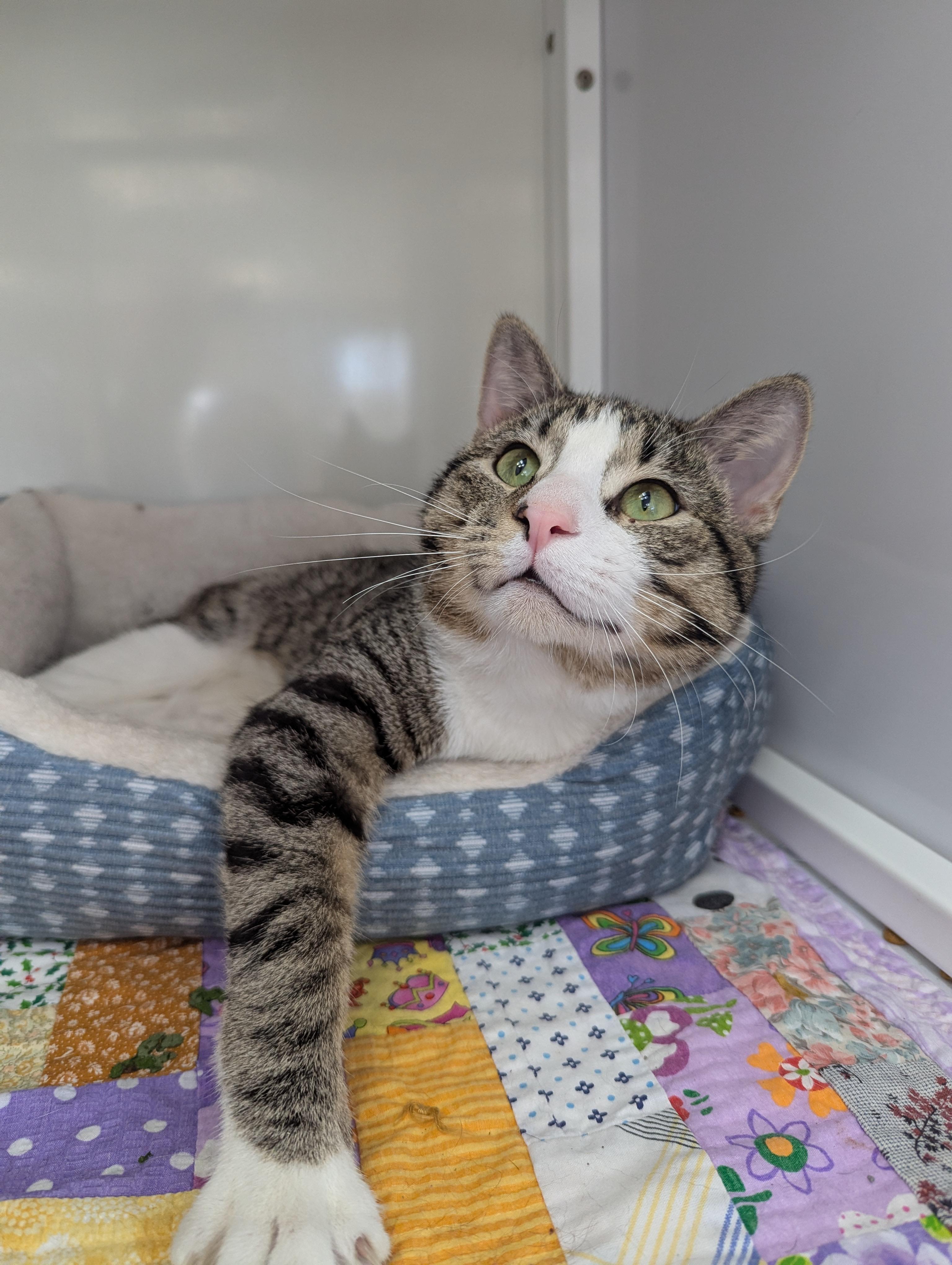 Uno, Adoptable, Adult Male Domestic Short Hair.