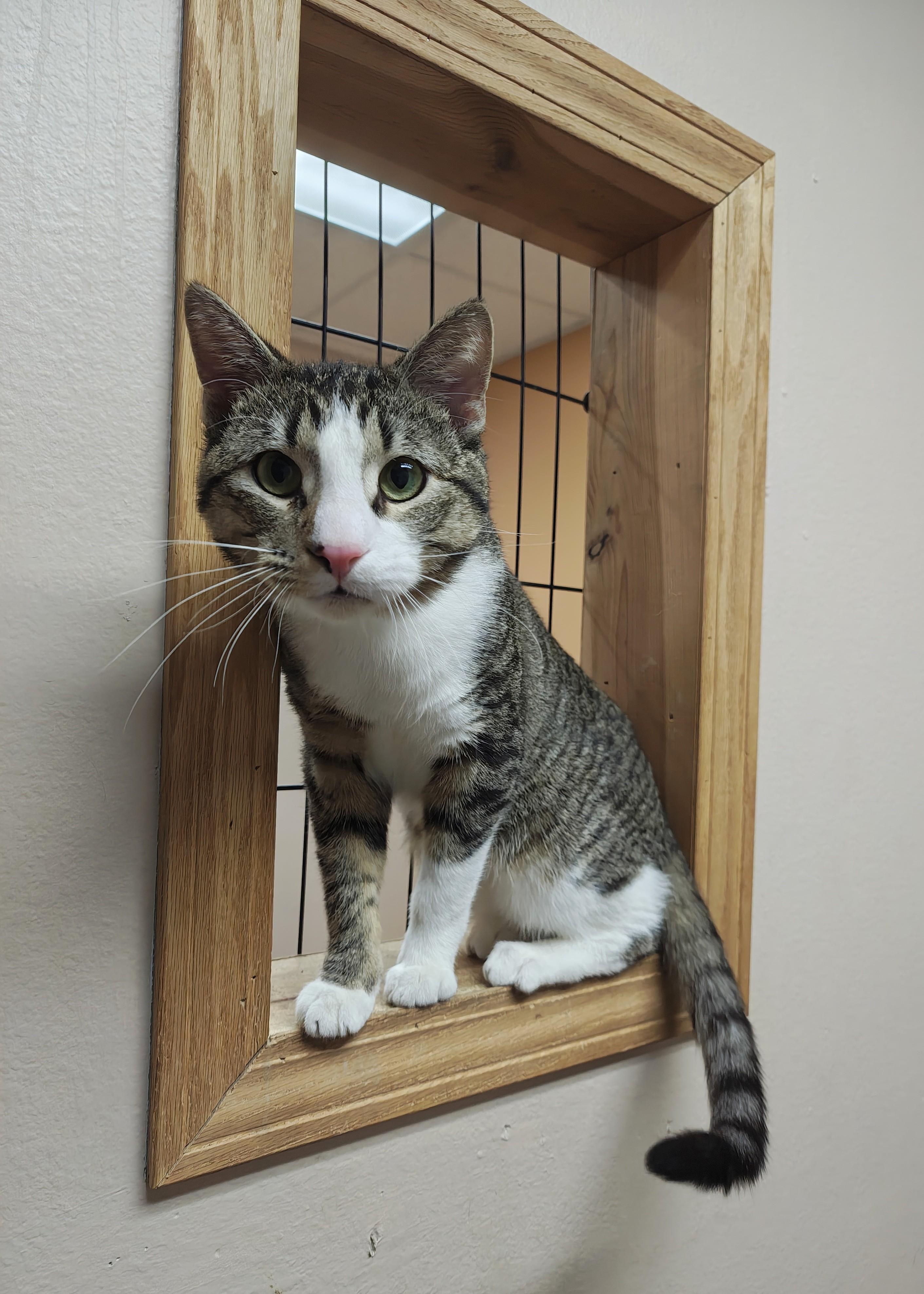 Uno, Adoptable, Adult Male Domestic Short Hair.