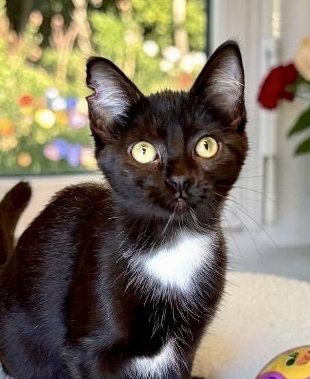 Enlarge Tingle - KITTEN, a ADOPTABLE Tuxedo in Perry, IA image 5/5