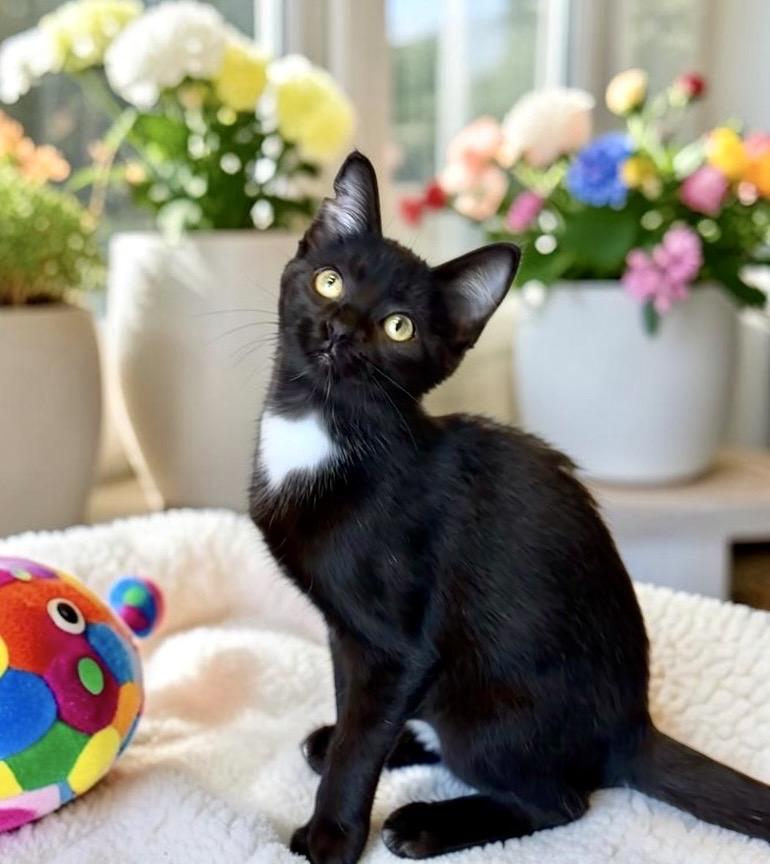 Enlarge Tingle - KITTEN, a ADOPTABLE Tuxedo in Perry, IA image 3/5