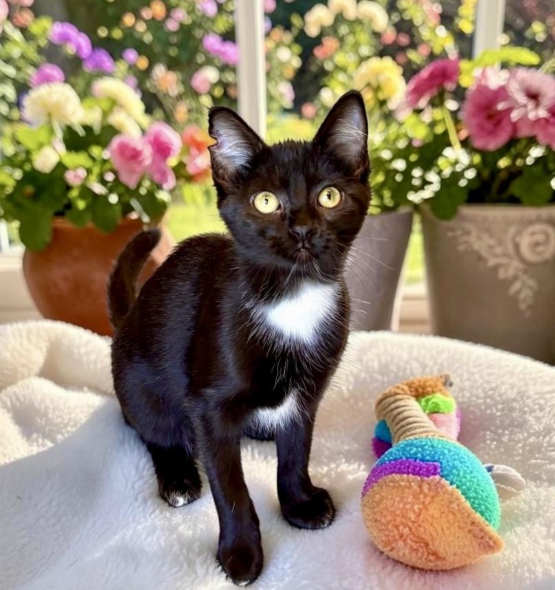 Enlarge Tingle - KITTEN, a ADOPTABLE Tuxedo in Perry, IA image 2/5