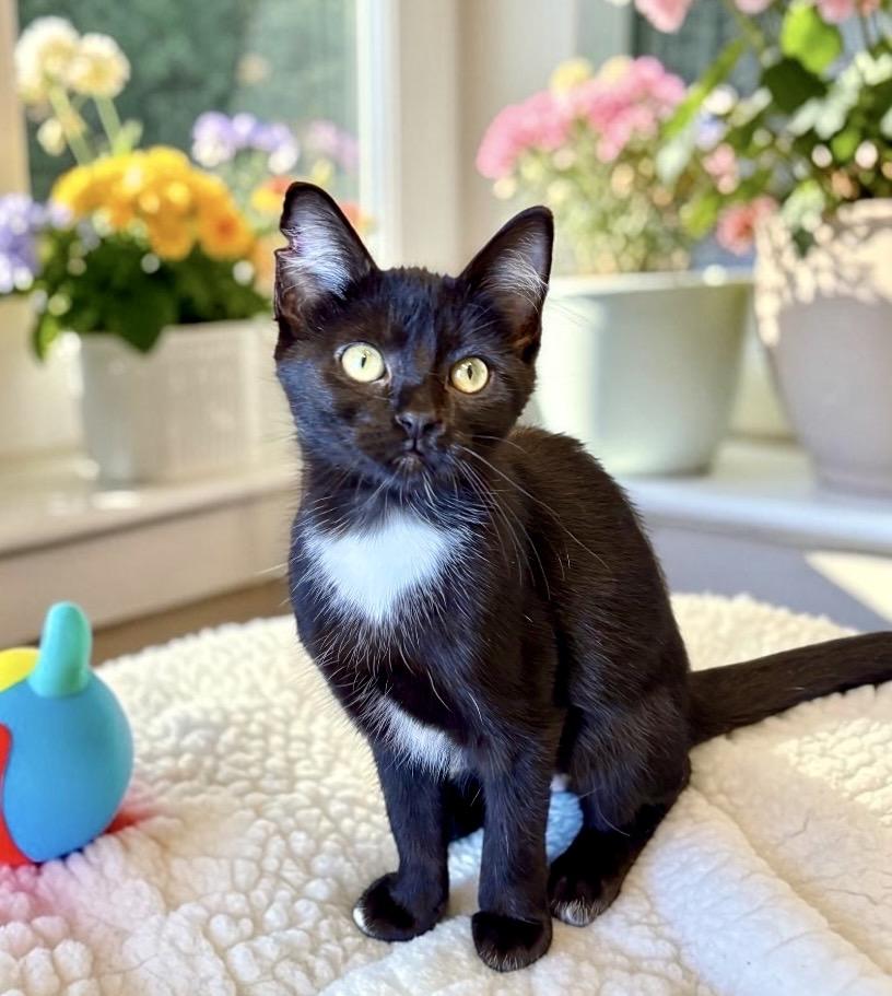 Enlarge Tingle - KITTEN, a ADOPTABLE Tuxedo in Perry, IA image 4/5