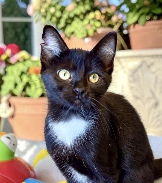 Enlarge Tingle - KITTEN, a ADOPTABLE Tuxedo in Perry, IA image 1/5