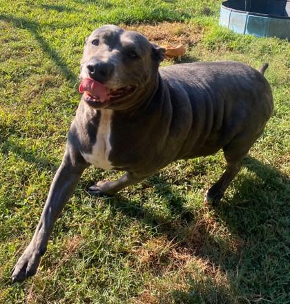 Gloria, Adoptable, Adult Female Terrier & Mixed Breed.