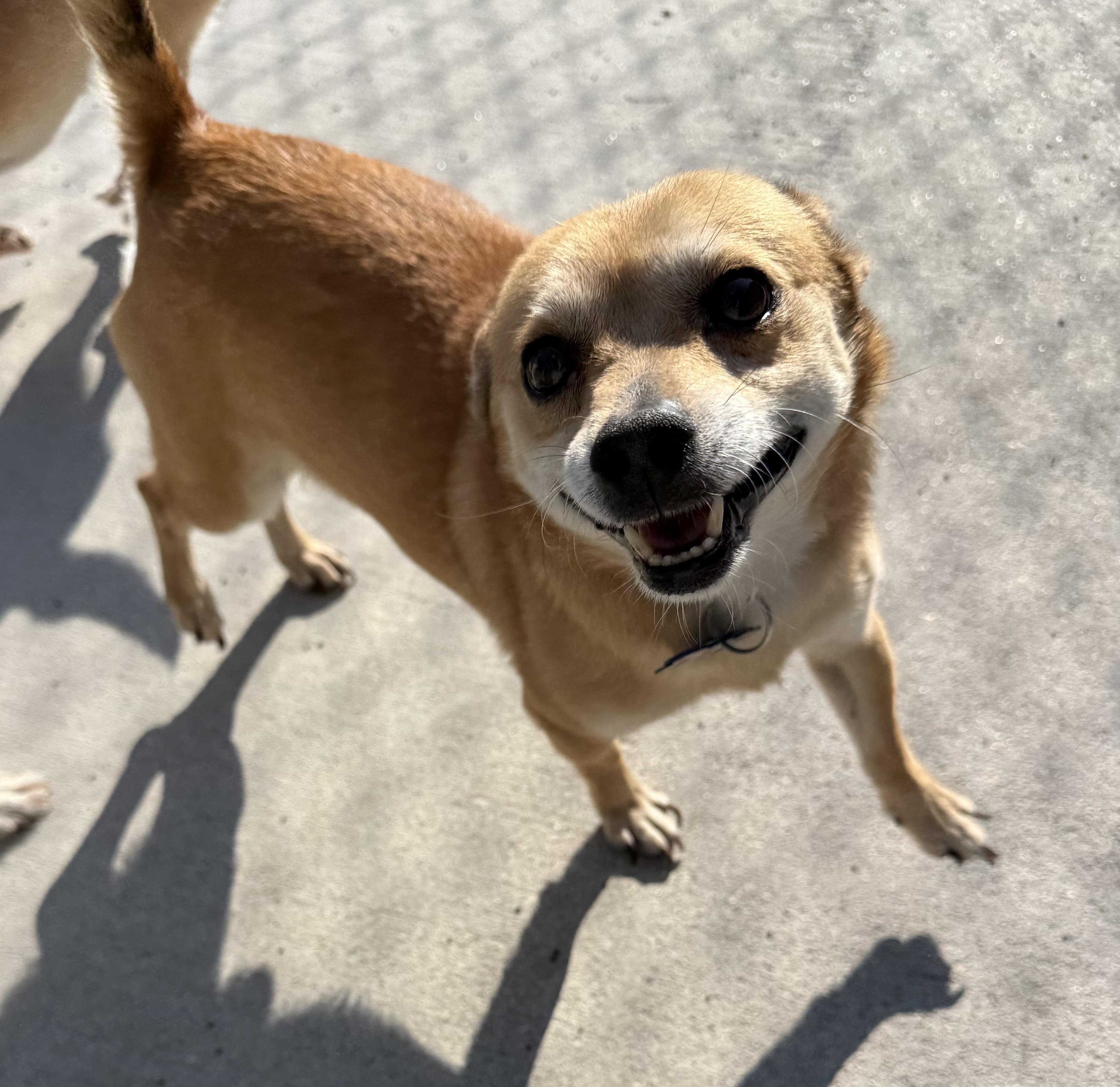 Rico, a ADOPTABLE mixed breed in Ulysses, KS image 2/2